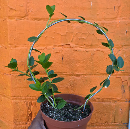 5" Hoya cumingiana w/hoop