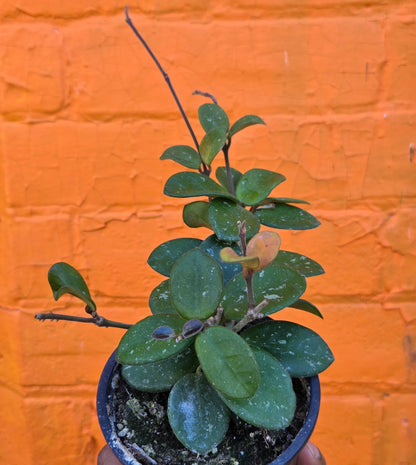 3.5" Hoya Mathilde
