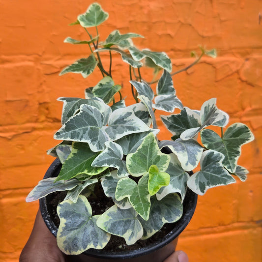 3.5” White Variegated English Ivy