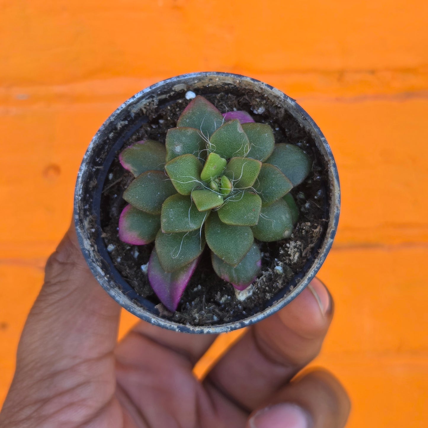 2.5" Anacampseros Rufescens