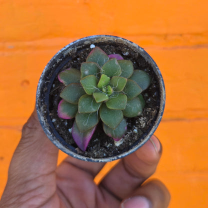 2.5" Anacampseros Rufescens