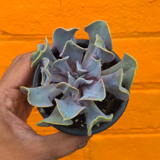 3.5" Echeveria Valkyrie