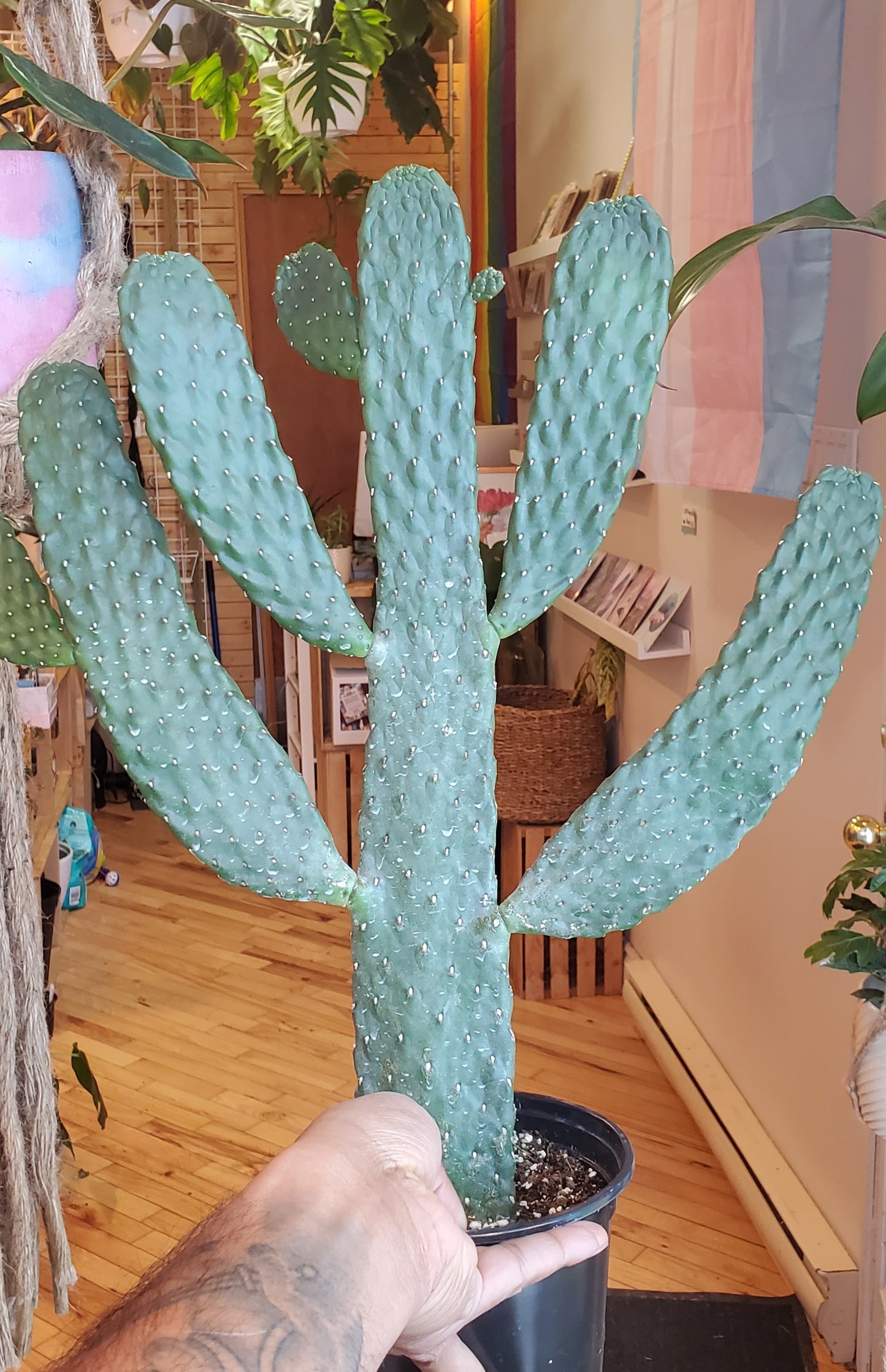 6" Cartoon Cactus | Consolea Rubescens