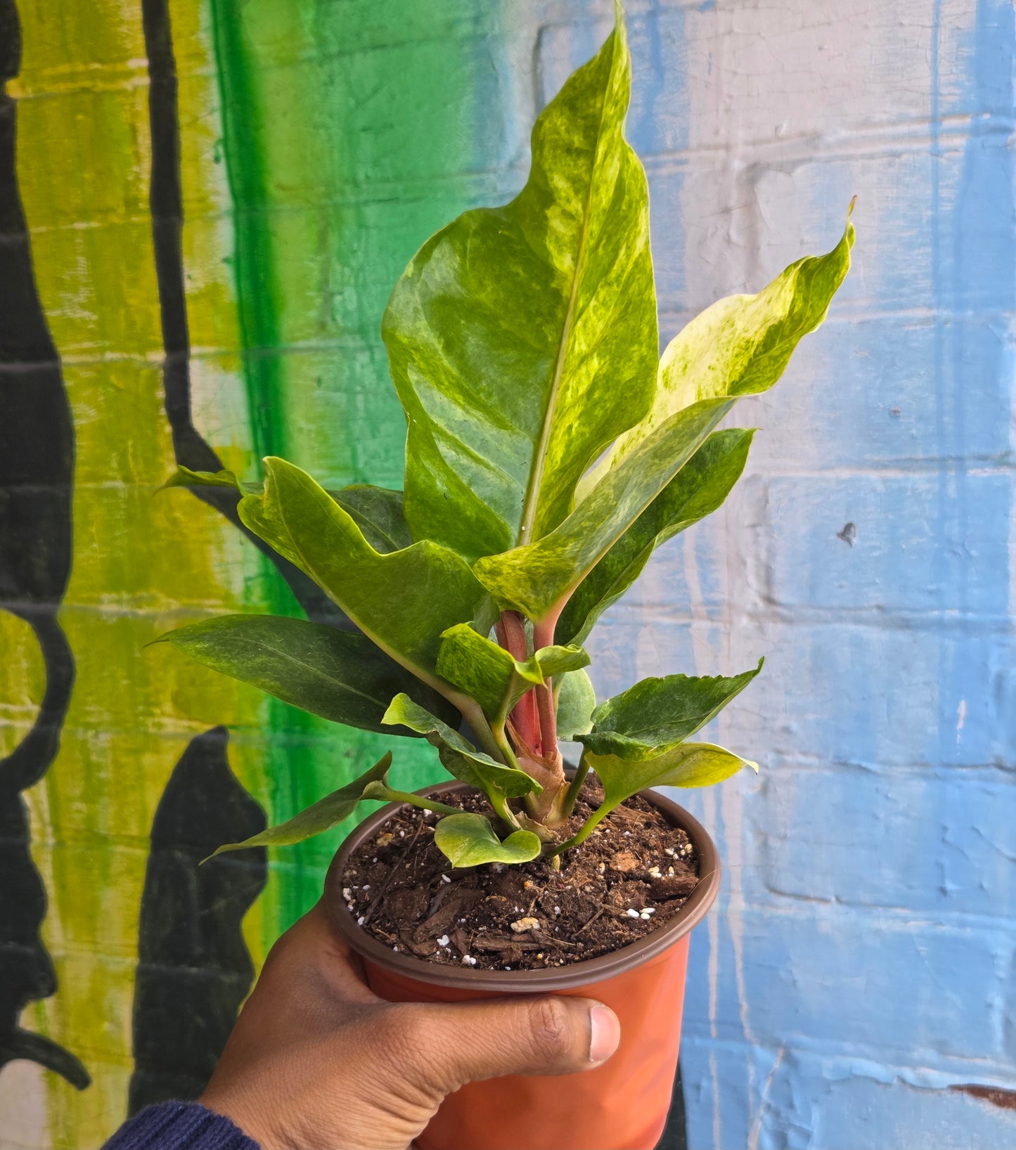 5” Anthurium Hookeri Variegata