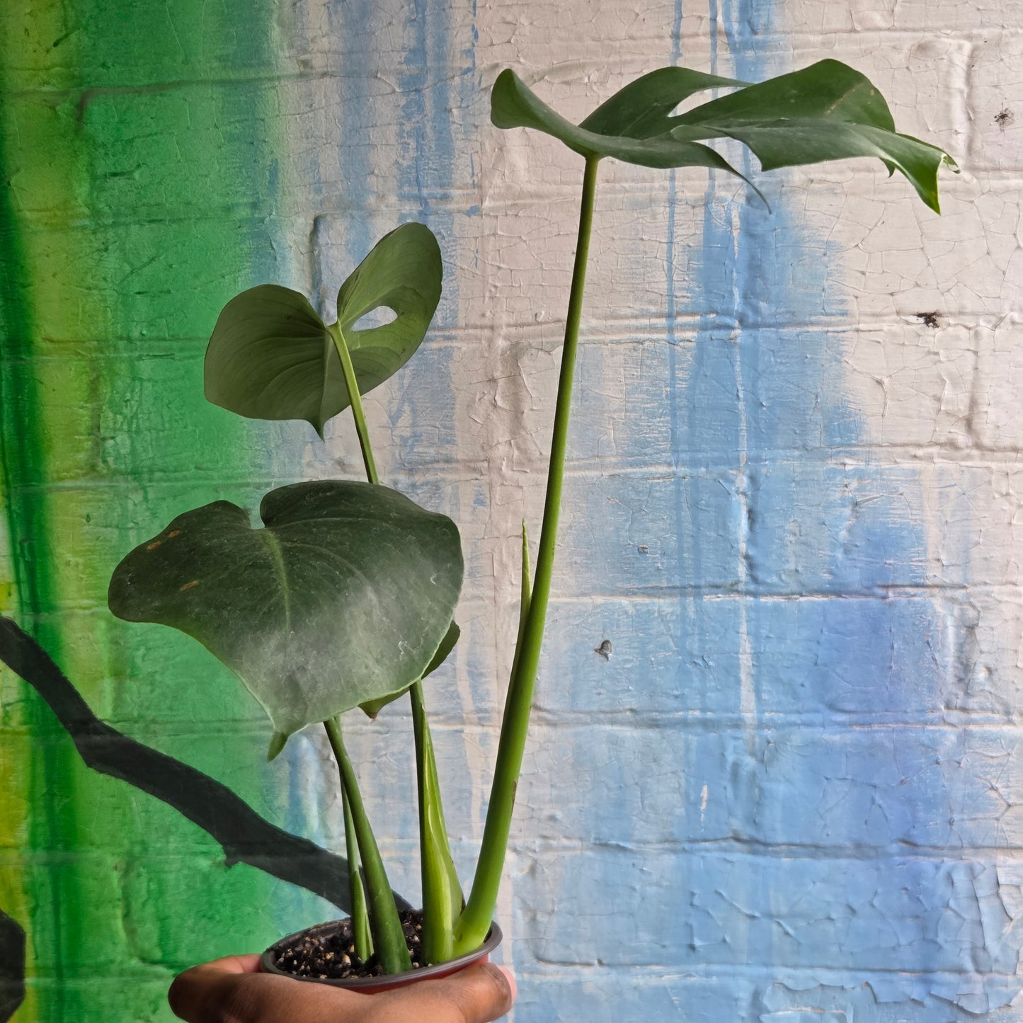4" Monstera Deliciosa