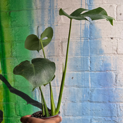 4" Monstera Deliciosa