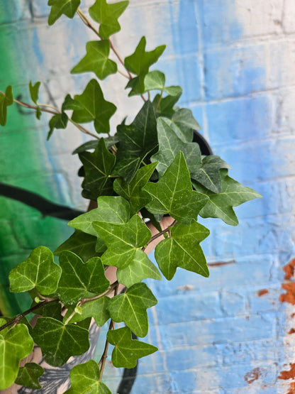 3.5” Baltic Ivy