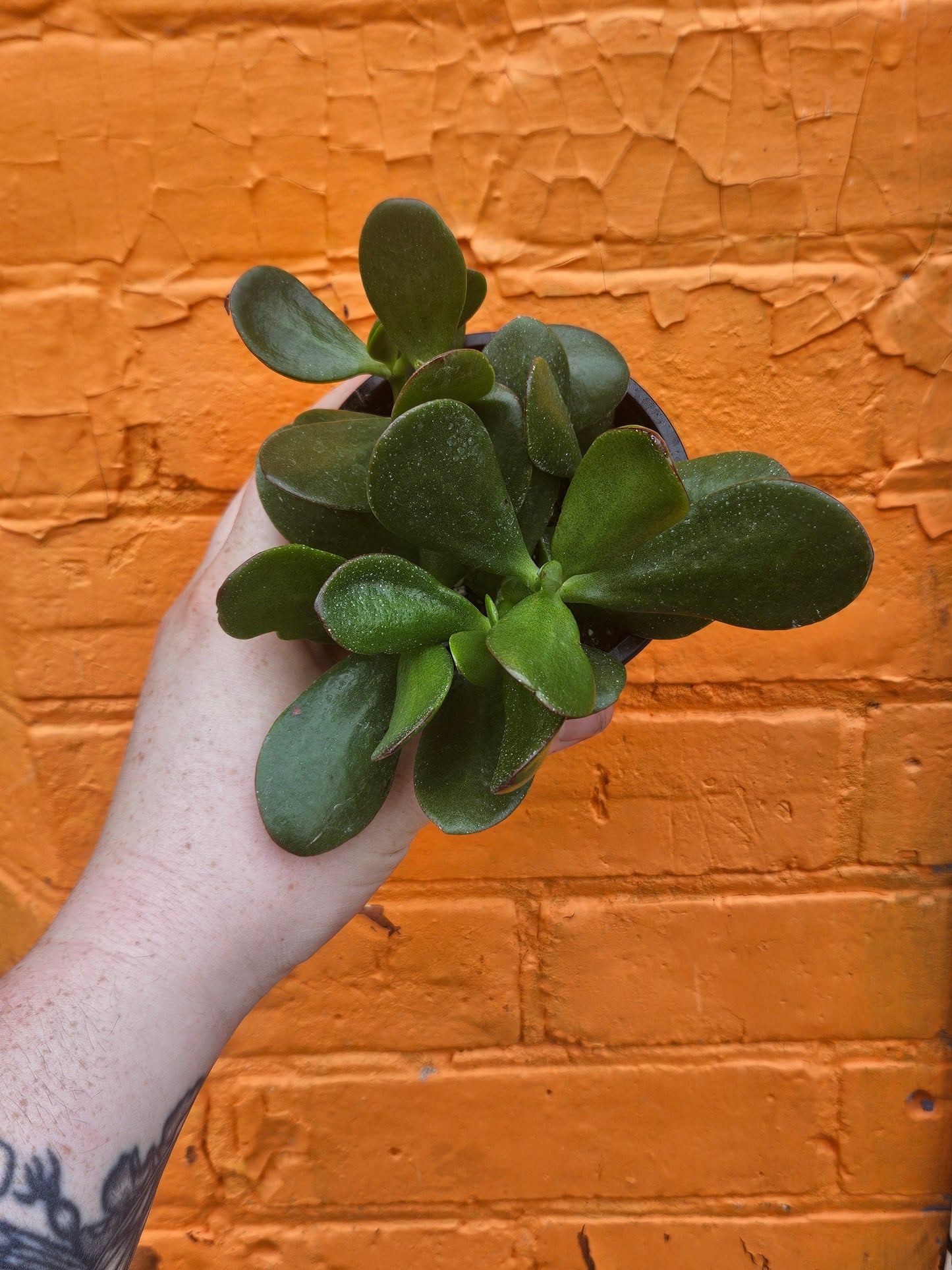 3.5" Jade | Crassula Ovata