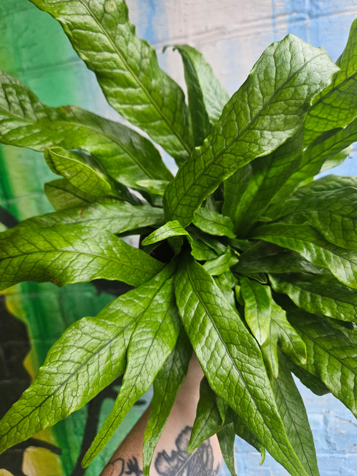 6" Crocodile Fern