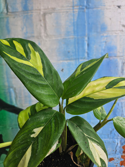4" Ctenanthe lubbersiana Golden Mosaic