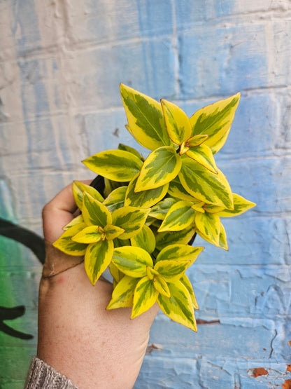 4" Nematanthus Aura Gold