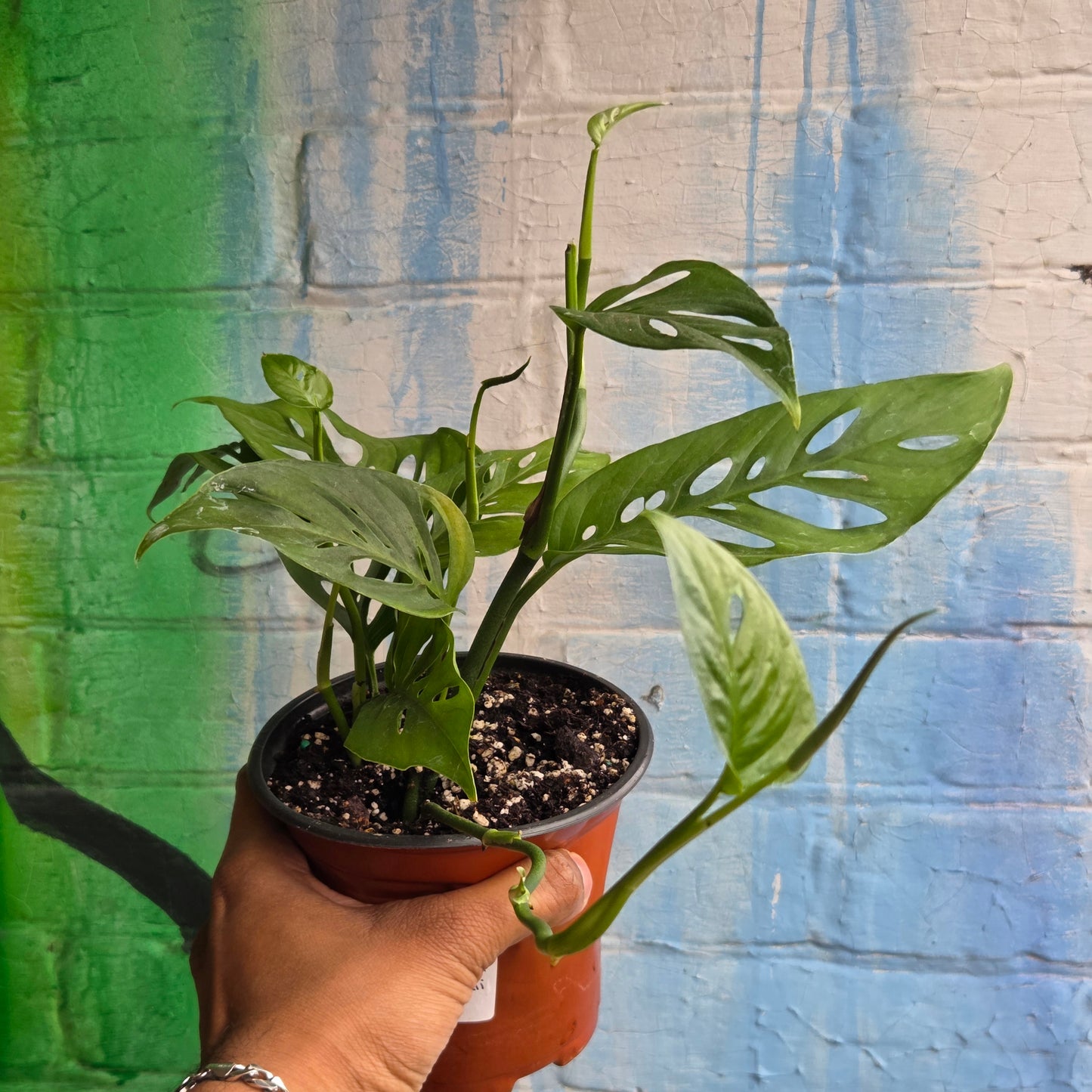 5” Monstera Adansonii