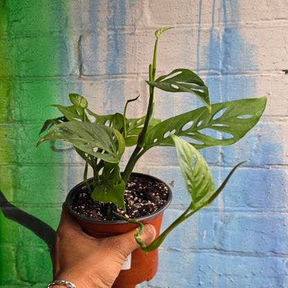 5” Monstera Adansonii