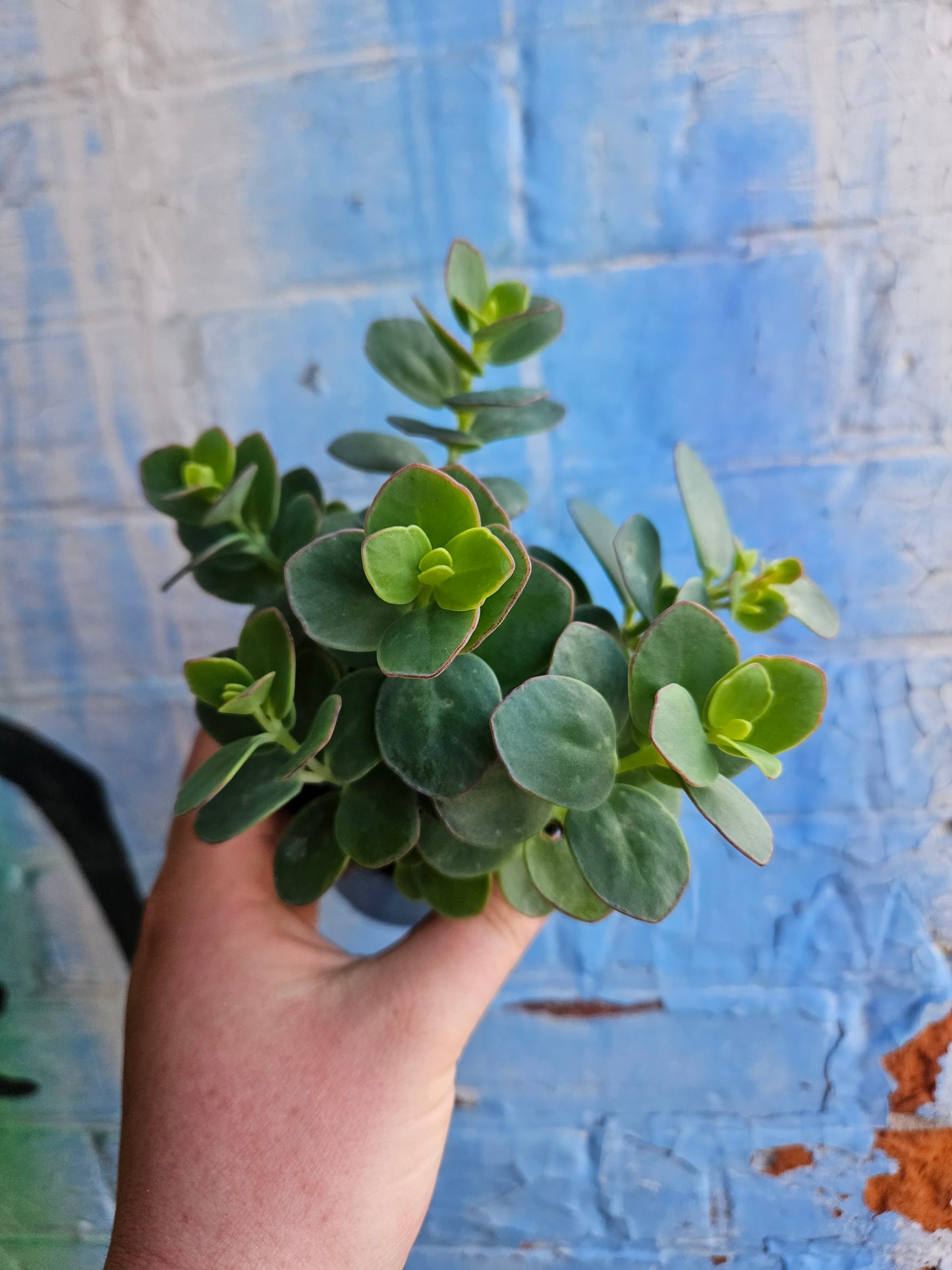 3.5" Kalanchoe Marnieriana