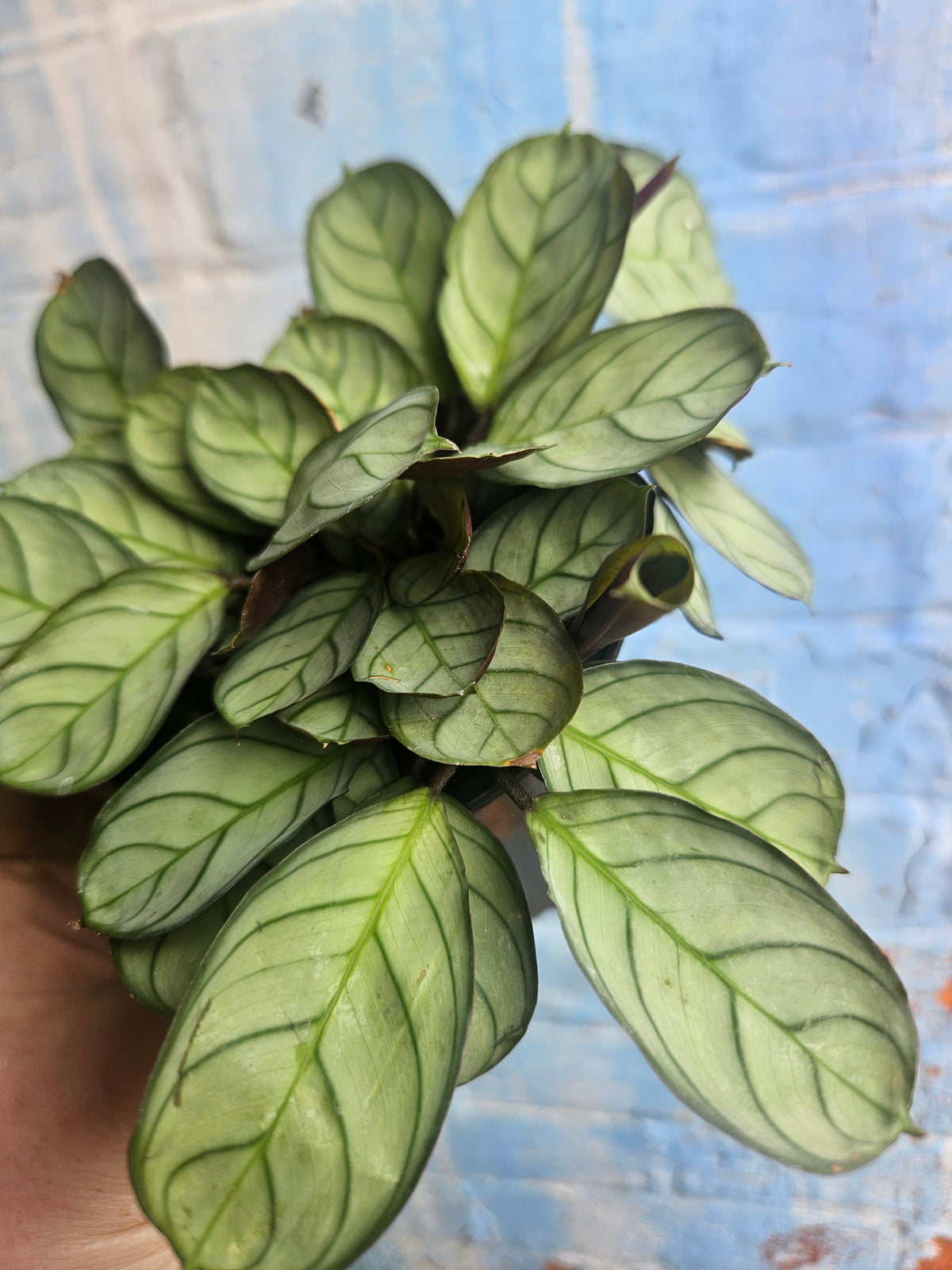 4" Ctenanthe burle-marxii Amagris