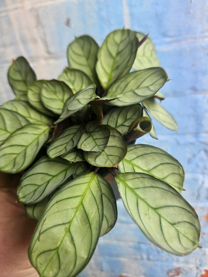 4" Ctenanthe burle-marxii Amagris