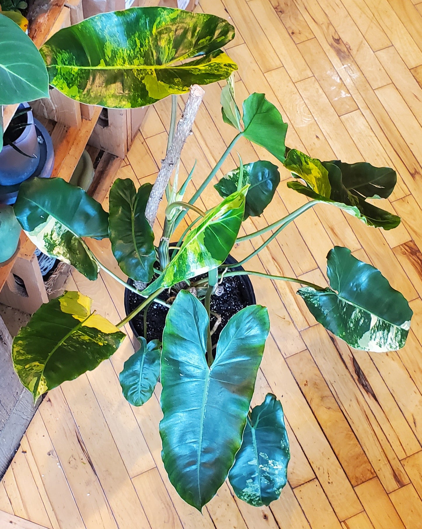 10" Variegated Philodendron Burle Marx