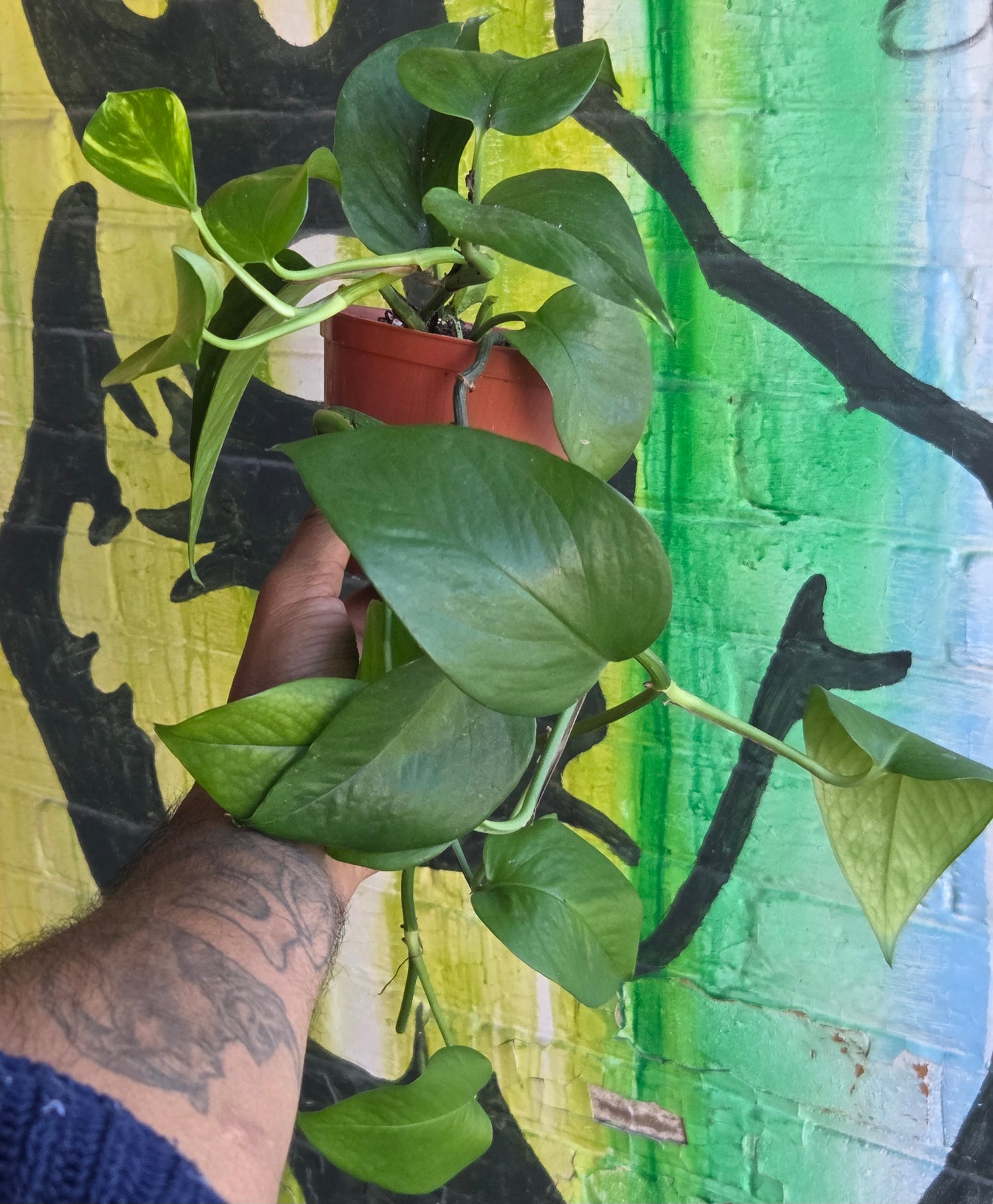 5" Pothos Green Jade