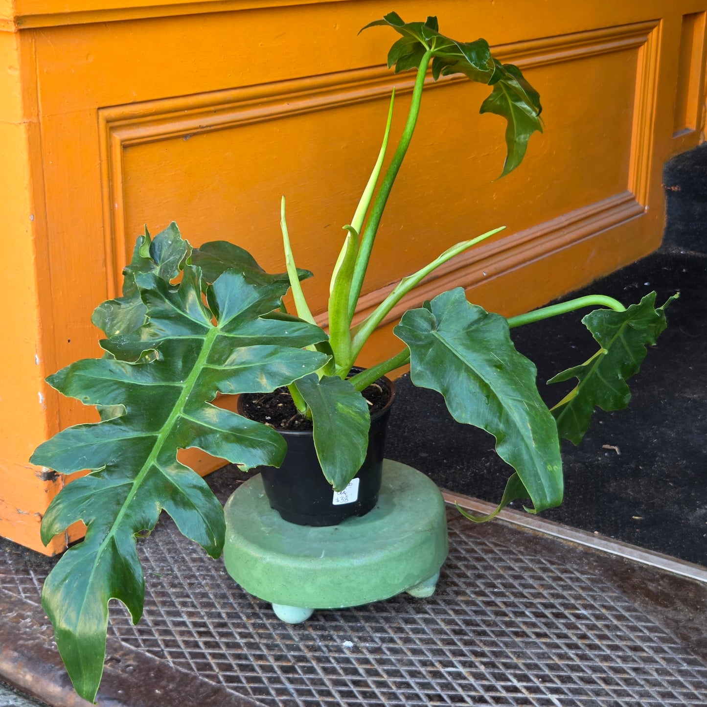 6" Philodendron Bob Cee