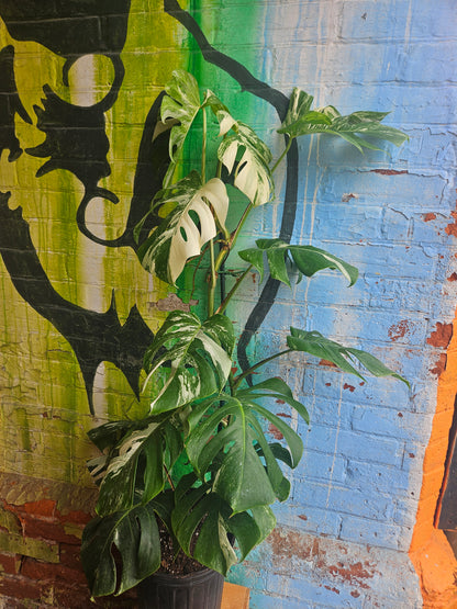 10"  Monstera Deliciosa Albo