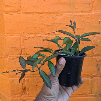 3.5" Hoya Rosita