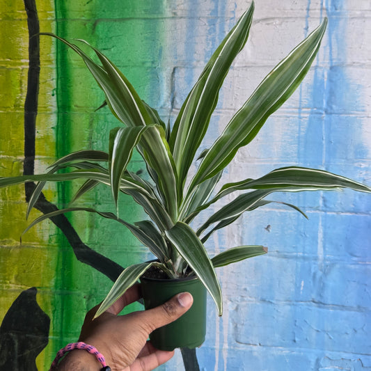 4" Dracaena Warneckii
