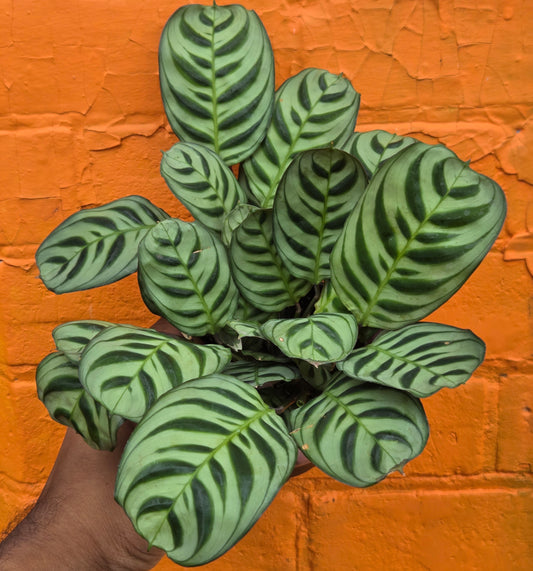 4" Ctenanthe burle-marxii
