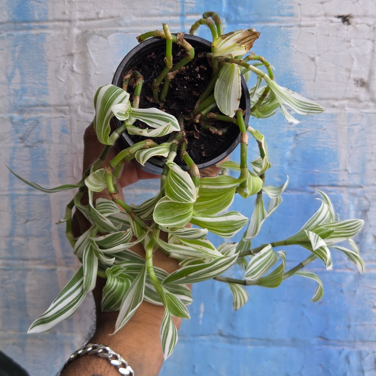3.5" Tradescantia Fluminensis Quicksilver