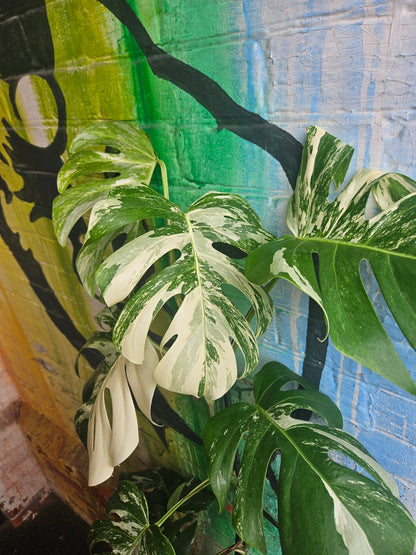 10"  Monstera Deliciosa Albo