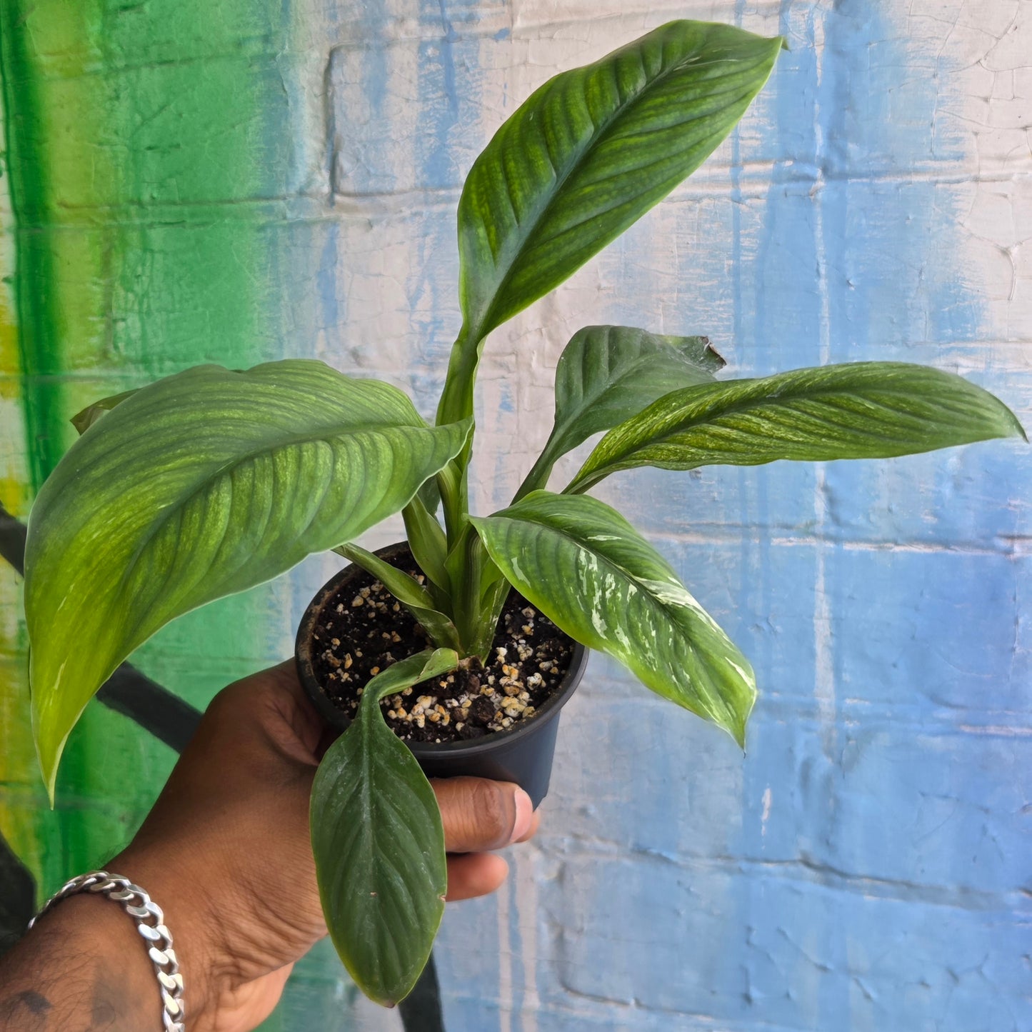 3.5" Spathiphyllum Sensation Variegated