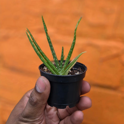 2.5" Aloe Barbadensis