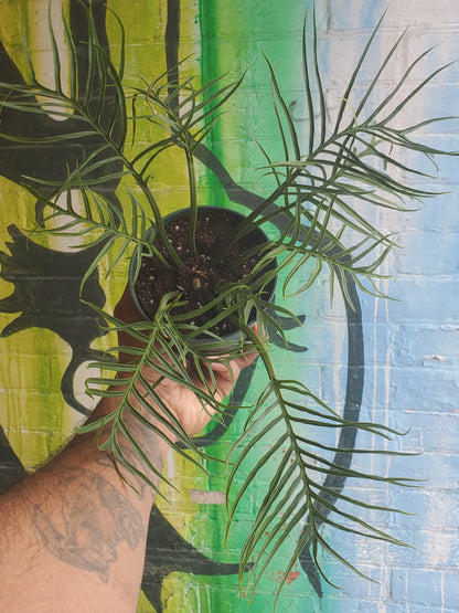 4.5" Philodendron Tortum