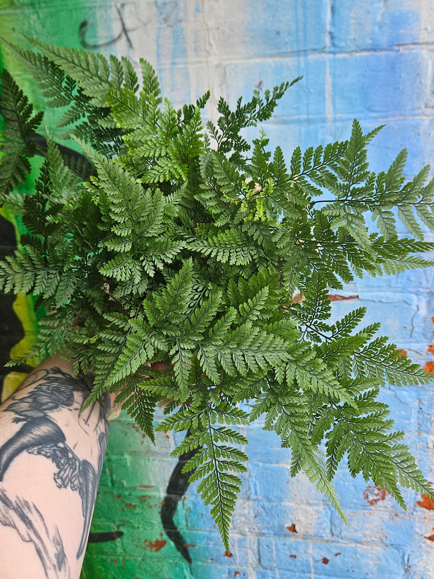 6" Rabbit's Foot Fern