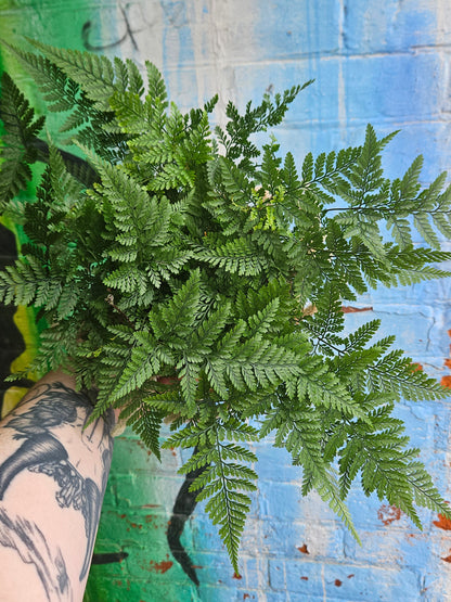 6" Rabbit's Foot Fern