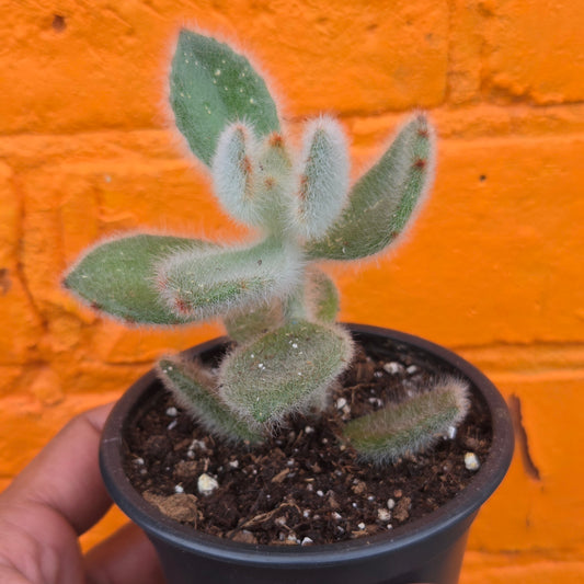 3.5" Kalanchoe Tomentosa