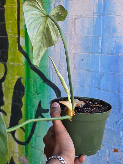 6" Philodendron Gloriosum
