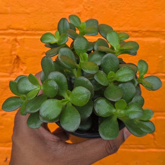 4" Little Leaf Jade | Crassula Ovata