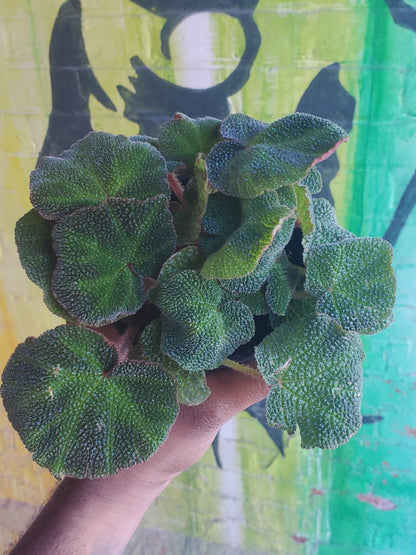 4" Begonia Rex Soli-mutata