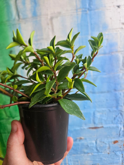 3.5" Peperomia Amigo Marcello