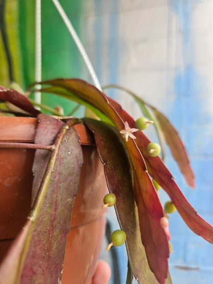 6" Pseudorhipsalis ramulosa