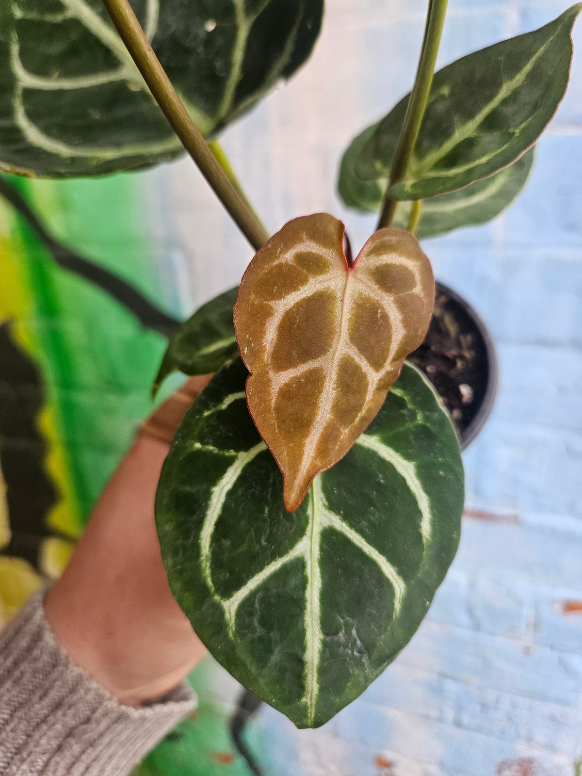3.5" Anthurium Crystalinum