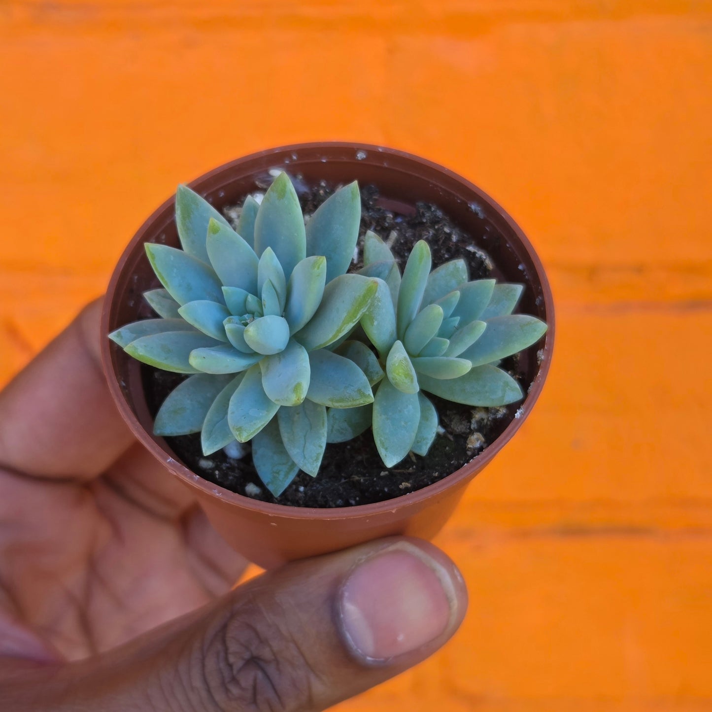 2.5" Sedeveria Blue Burrito