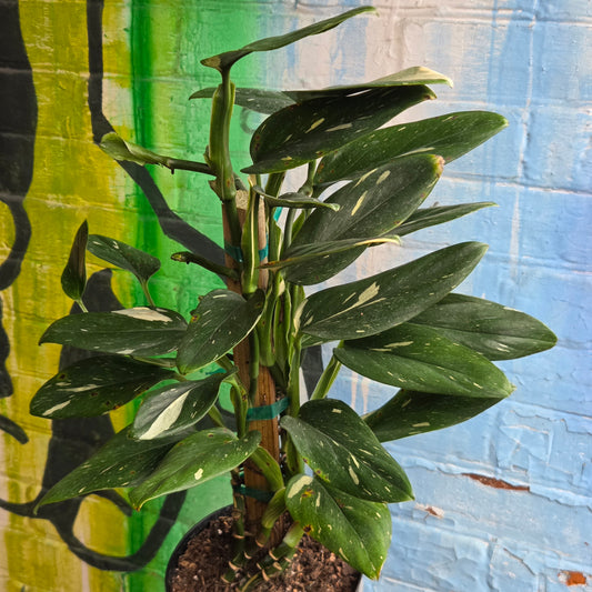 6" Monstera Standleyana Albo Totem