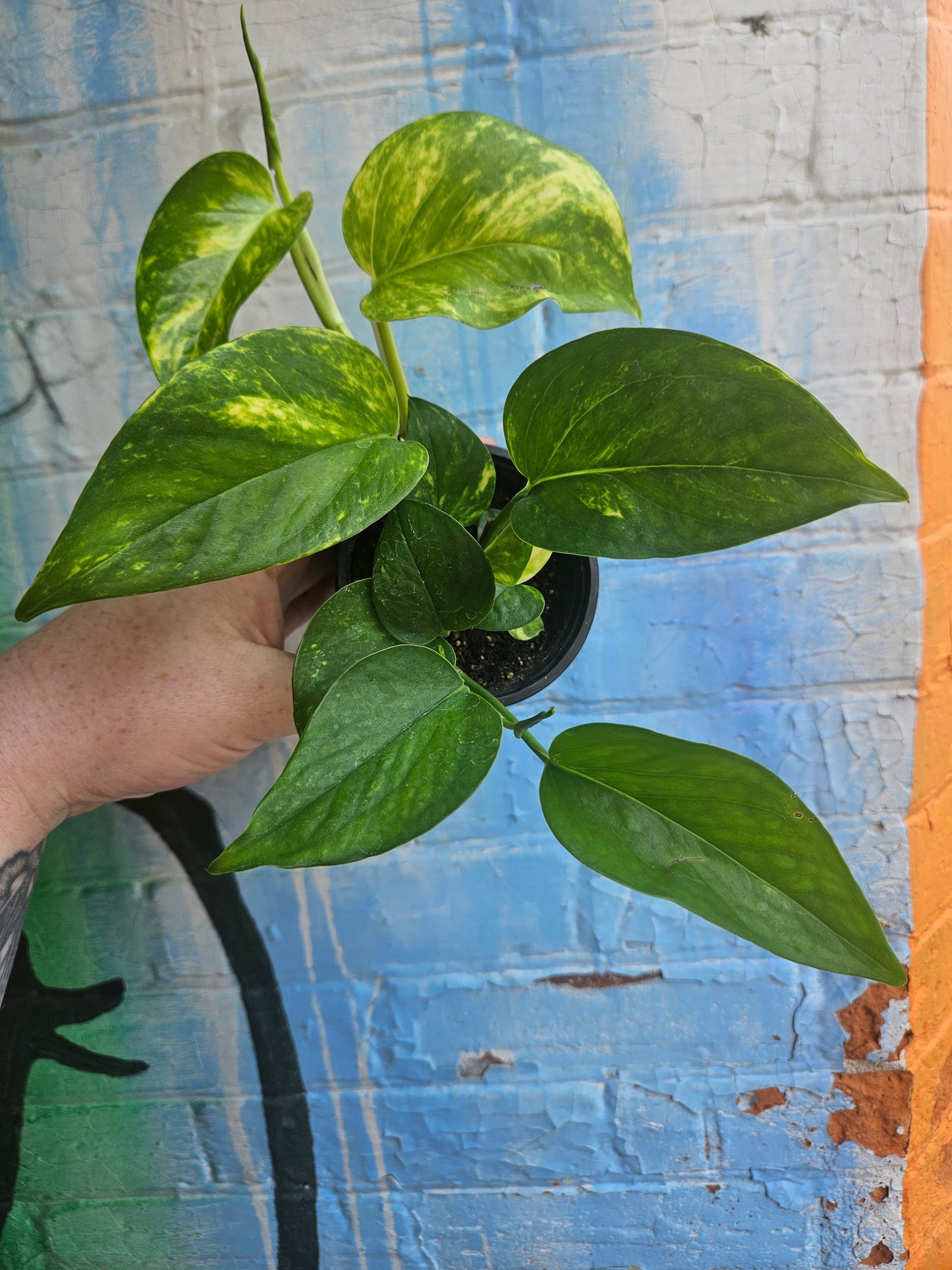 3.5" Pothos Golden