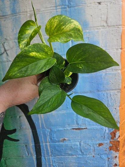 3.5" Pothos Golden