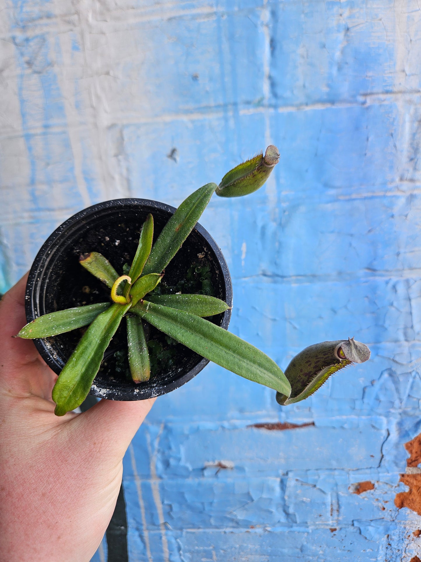 3.5" Nepenthes albomarginata | Pitcher Plant