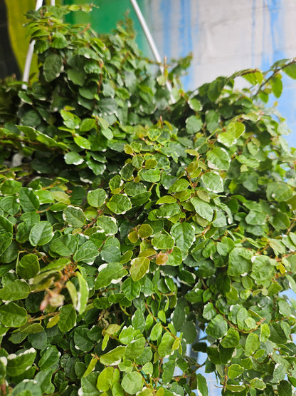 8" Ficus Repens Variegata Hanging Basket TAC