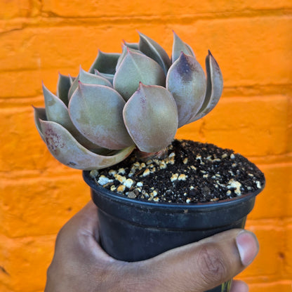 4" Echeveria Mensa
