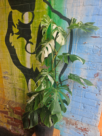 10"  Monstera Deliciosa Albo