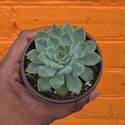 3.5" Echeveria Aurora